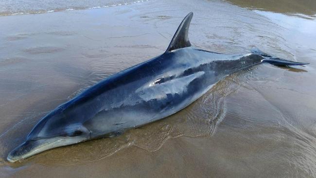 This dolphin tale has a very happy ending. Picture: WHALES TAS FACEBOOK PAGE