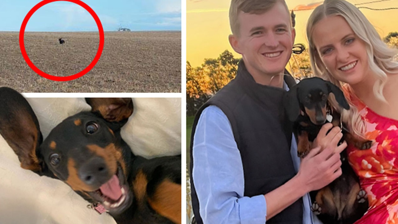 Long-lost sausage dog Valerie spotted after a year alone on KI