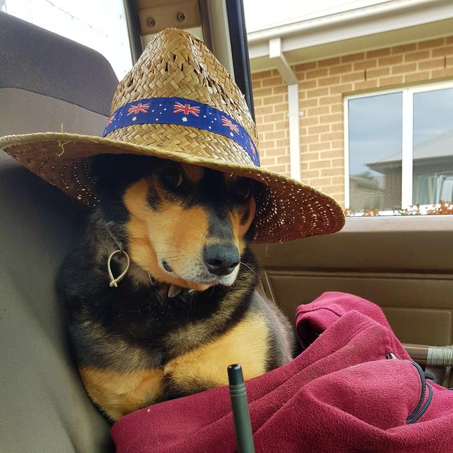 Russell Martin’s best mat ‘T’ stays sun safe while on watch duty in Bairnsdale. Picture: Supplied