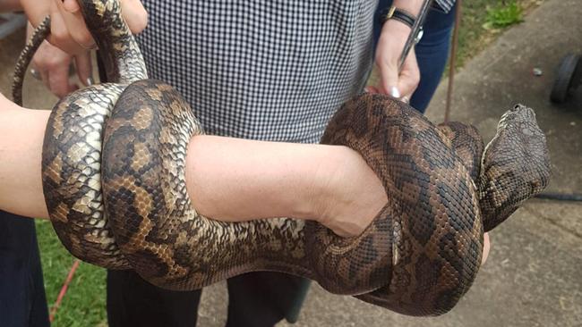 Police also seized 21 reptiles, including blue-tongue lizards and snakes, from the Berala home. Picture: NSW Police