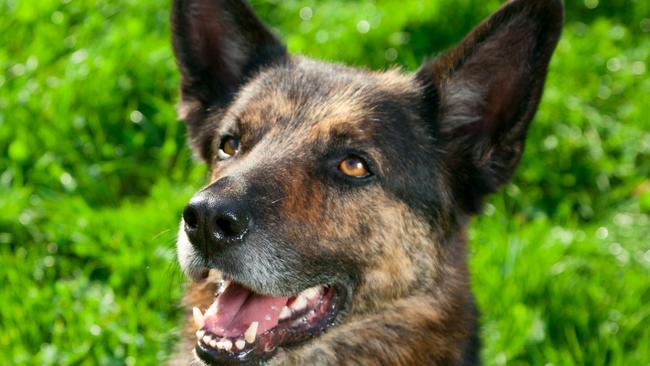 A german shepherd bit a young boy in a kid’s playground. Generic picture.