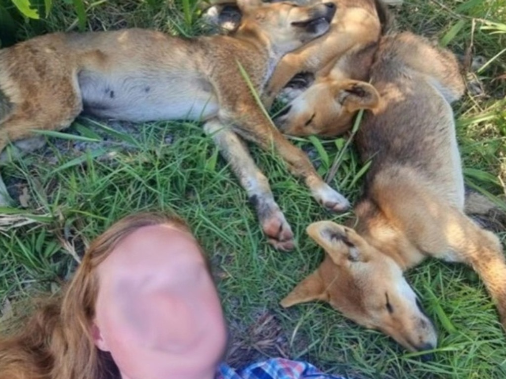 A woman was fined for taking a selfie with sleeping dingo pups on K’gari.