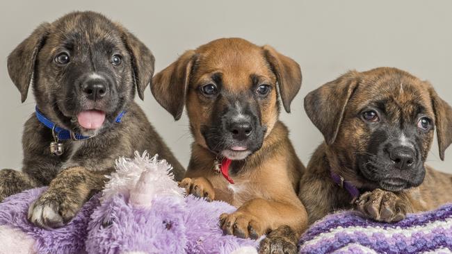 The puppies are now thriving in foster care. Picture: Jason Edwards