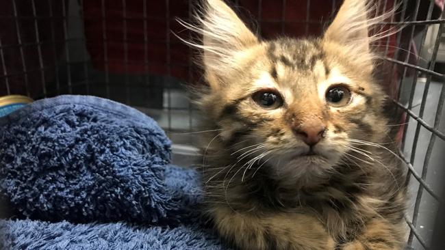 An animal rescuer has put out an urgent plea to the public to donate to shelters after dozens of kittens were dumped due to flooding. Picture: RSPCA