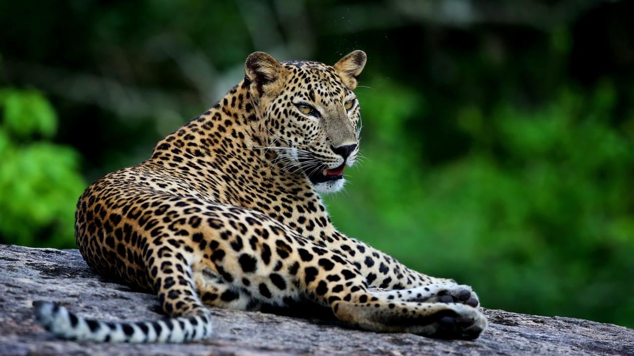 See leopards on safari in Yala National Park, Sri Lanka | escape.com.au