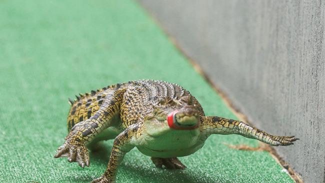 Ã’ Croc of ShipÃ“ romps home as the Melbourne Cup was celebrated in true Territory style with Croc Racing at The Berry Springs Tavern Picture: Glenn Campbell