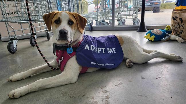 Scout the hound cross up for adoption at the Dogs' Home of Tasmania. Picture: Dogs' Home of Tasmania