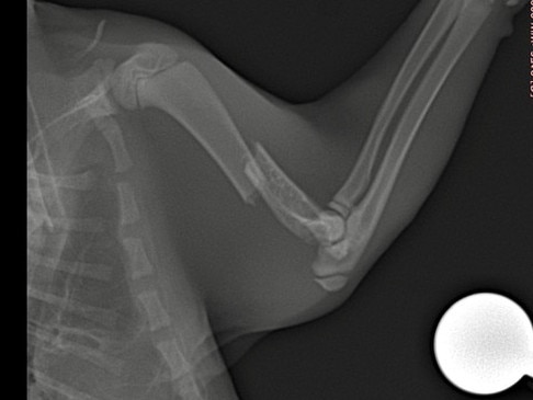 An x-ray showing the break Jethro the kitten sustained from the carpet python. Picture: Kirsty Da Silva