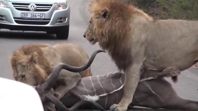 Lions pounce on their prey in traffic