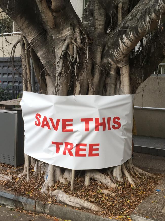 I walk past it most mornings and it is most definitely a tree.  Photo: Teneriffe Residents Association 