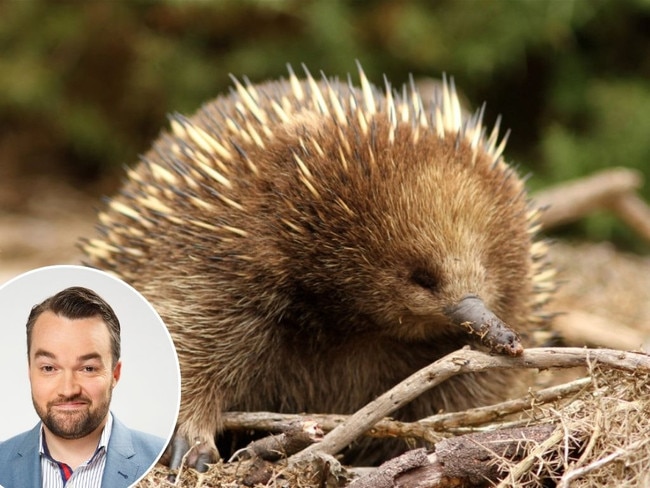 Shark Quiz web art: Echidna.