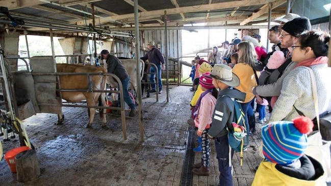 People watching the milking at Tommerup Dairy Farm, Lost World. Picture: supplied