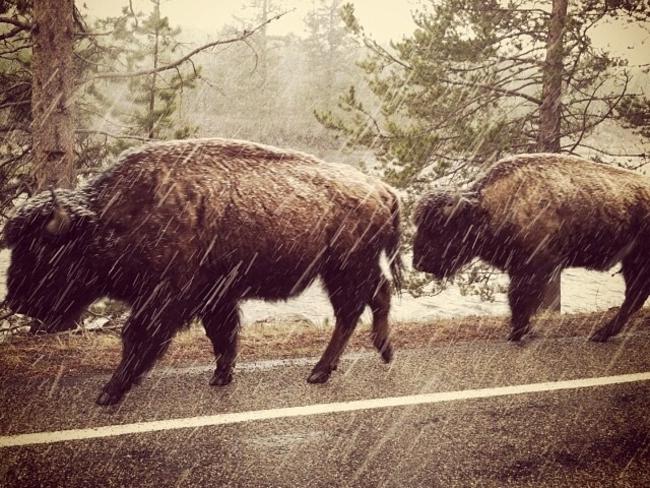 Bison in snow on the treasure hunt in Yellowstone National Park Montana. Credit: Charissa Kreis