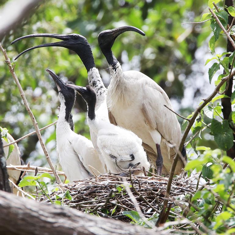 Mr Schrinner wants to find mascots for Brisbane and the 2032 Games – but not the city’s ubiquitous ibises. Picture Glenn Hampson