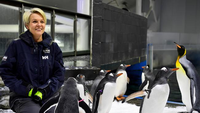 Environment Minister Tanya Plibersek is seen with King and Gentoo penguins inside their enclosure at Sea Life Sydney Aquarium this week. Picture: NCA NewsWire / Bianca De Marchi