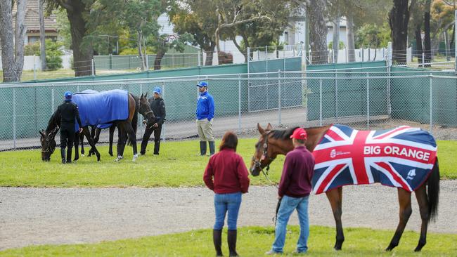 Big Orange keeps an eye on Godolphin Cup contenders Secret Number and Beautiful Romance at Werribee on Thursday. Picture: Colleen Petch