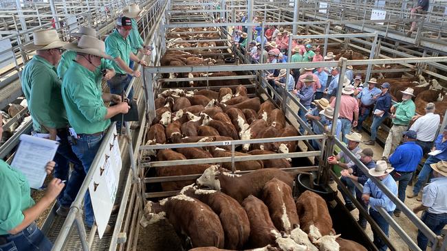 Livestock agents and auctioneers are on the catwalk during the selling at Wodonga. Picture: Fiona Myers