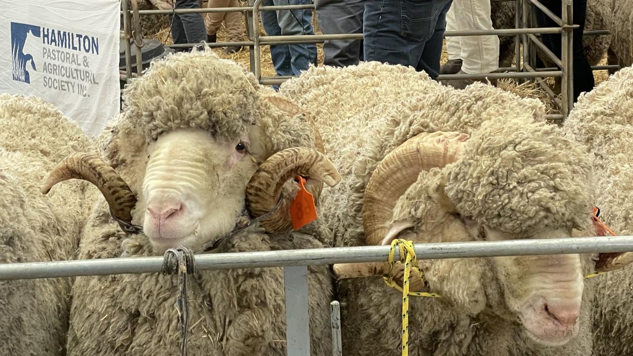 Hundreds of people file through the gates for Sheepvention 2023 | The ...