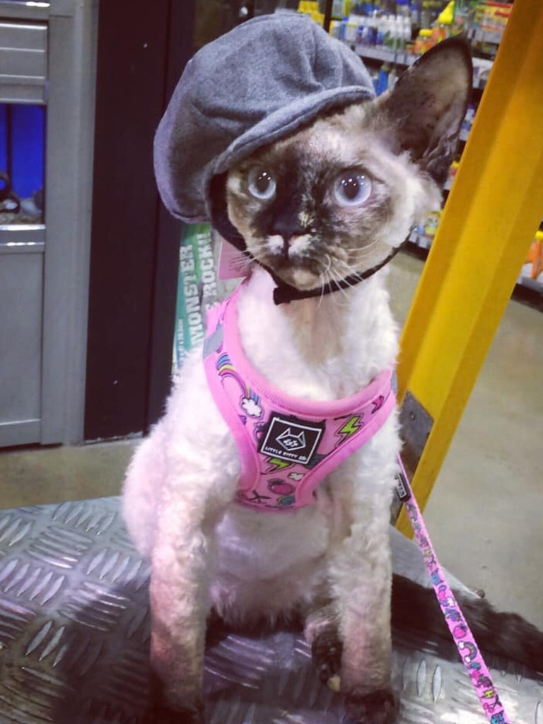 This is Lexi, she likes to visit Petbarn and try on the hats. Picture: Kristy Holter. Coolest Cat photo competition. Quest Community News and Courier Mail