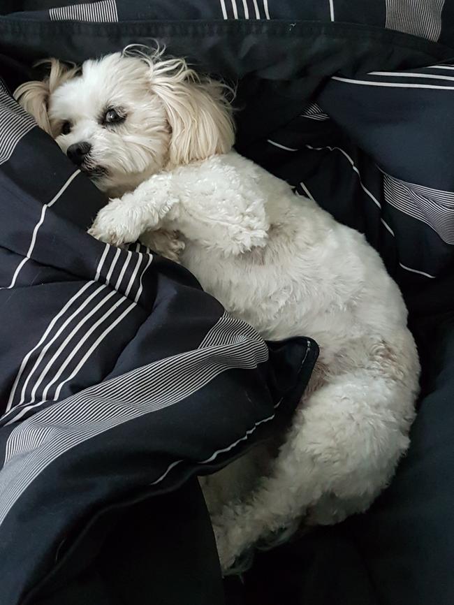 Mia: The struggle is real! Mia the shitzu x poodle is all of us when it comes to getting out of cosy bed on these cold winter mornings.
