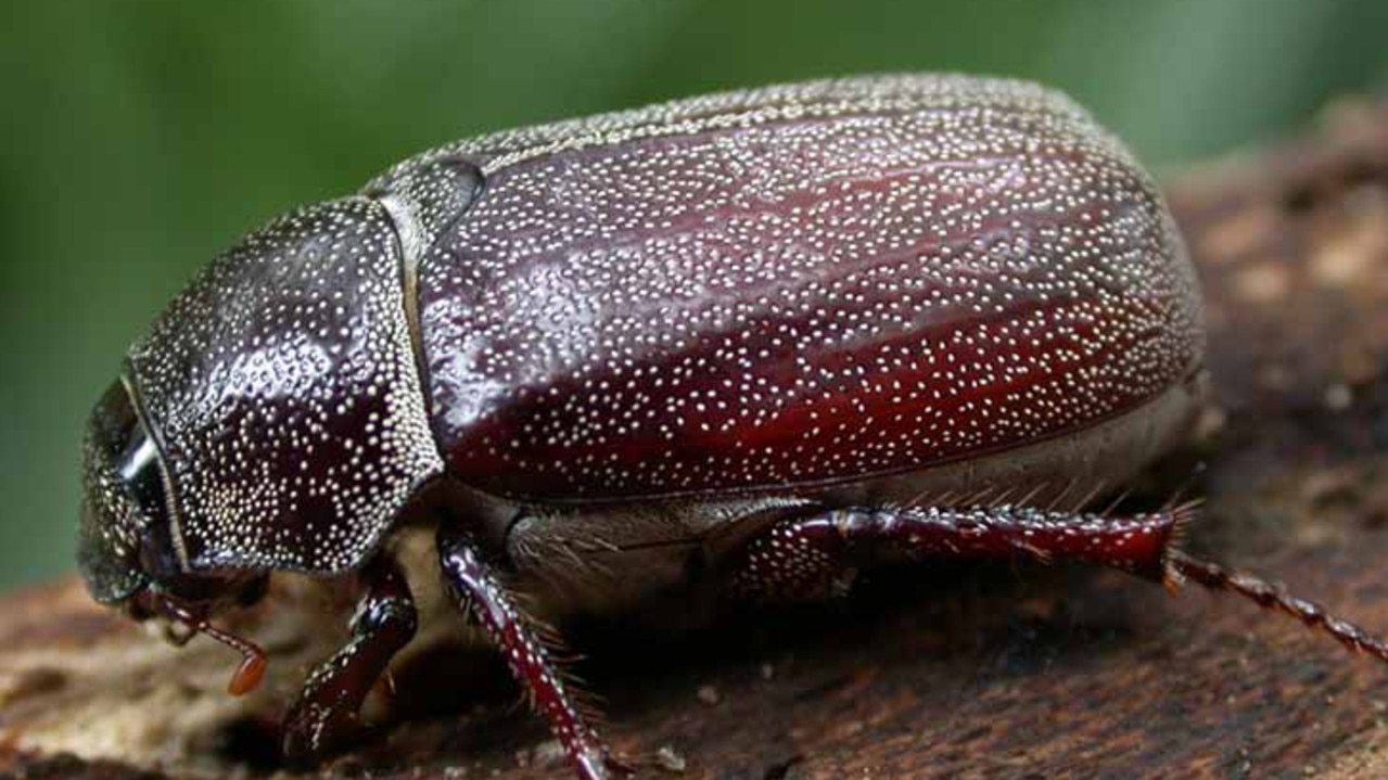 Lepidiota is a beetle of the Scarabaeidae family