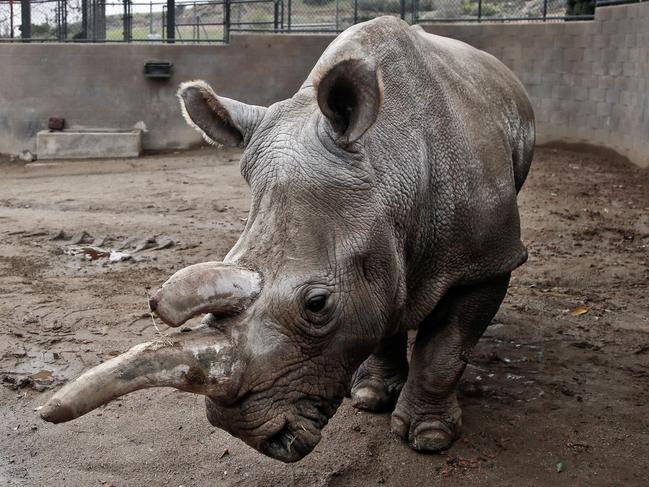 FILE - This Dec. 31, 2014 file photo shows Nola, a northern white rhinoceros, in her enclosure at the San Diego Zoo Safari Park in Escondido, Calif. The Los Angeles Times reports that Zoo officials say Nola, 41, was euthanized early Sunday, Nov. 22, 2015 as she was suffering from a number of old-age ailments, including arthritis, and had also been treated for a recurring abscess on her hip. The rhino had been a draw at the Safari Park since 1986.(AP Photo/Lenny Ignelzi, File)