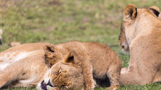 The cubs, the third litter born to mum Marion and dad Lwazi. Picture: Supplied