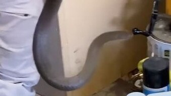 An eastern brown snake was hiding behind a shelving unit in Belair. Picture: Snake Catchers Adelaide