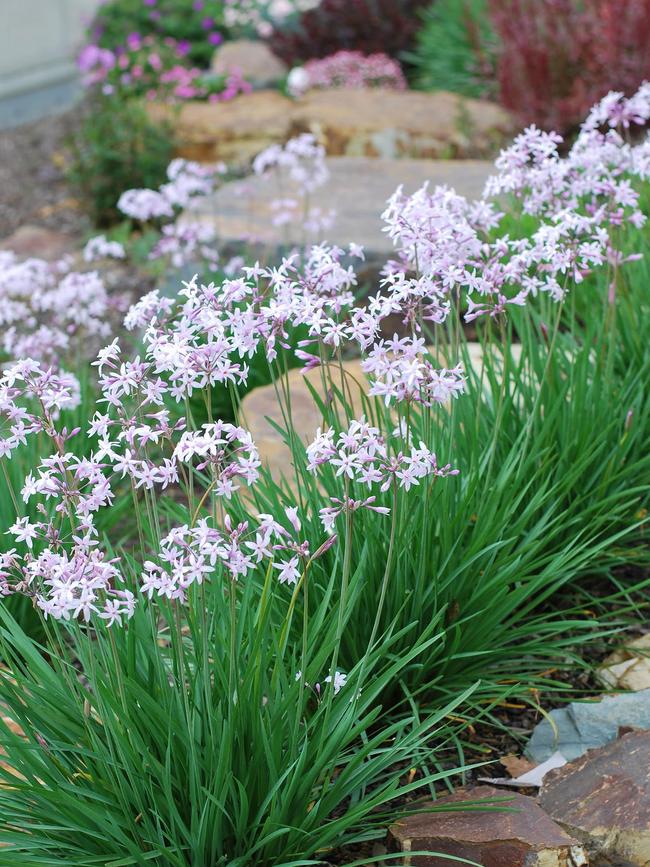 Tulbaghia ‘Milky Way’