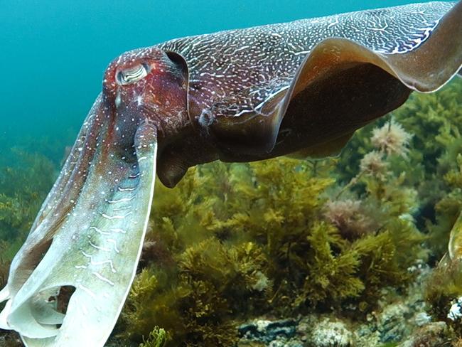 Giant Australian cuttlefish at Whyalla, two still photos from the Krystle Hart dive video