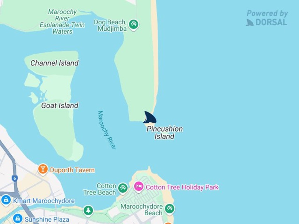 Multiple sightings of sharks have been reported after a bull shark was hooked and released at the Maroochydore river mouth. Image: Dorsal Watch.