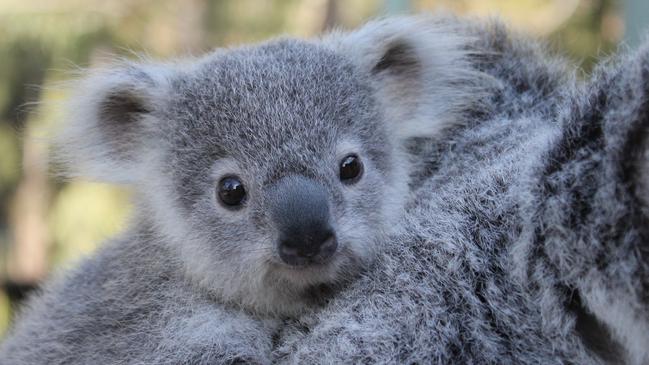 Tallow on her mum’s back at Paradise Country. Picture: Tourism Australia