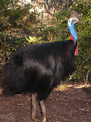 Australian Reptile Park - Cassowary