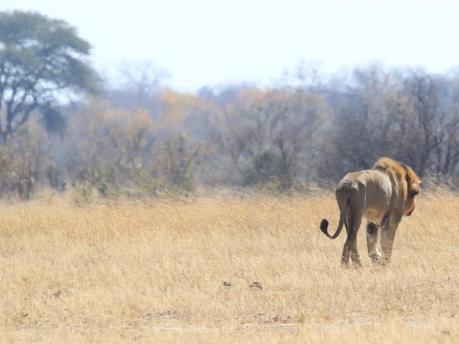 Hunting ban lifted ... A lion is pictured in the Hwange National Park where Cecil was killed. Picture: AP Photo/Tsvangirayi Mukwazhi