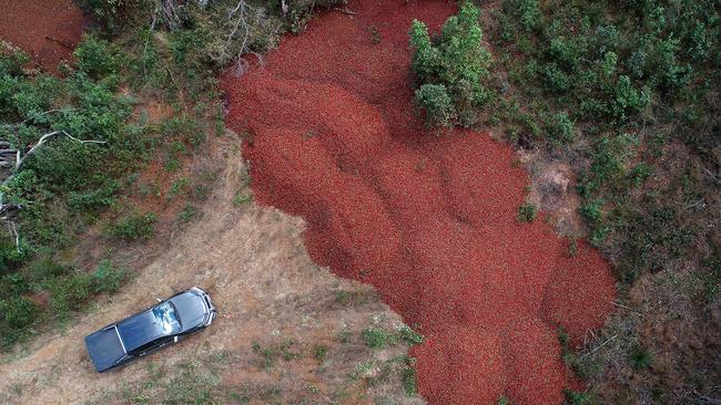 Dumped Strawberries at Donnybrook Berries at Elimbah.