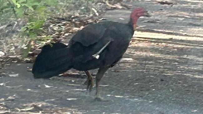 One of a pair of brush turkeys who were shot with an arrow in Mudgeeraba. Picture: Supplied