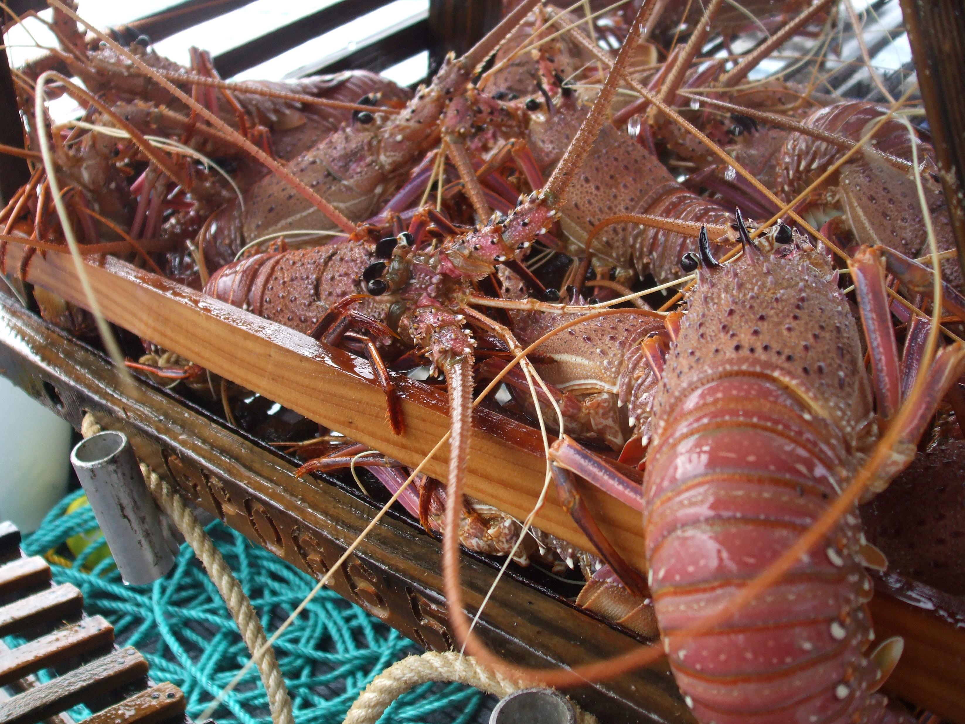 Wa Government Lifts Seasonal Crayfishing Ban 