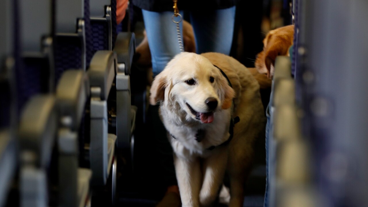  Virgin Australia to allow pets on board flights