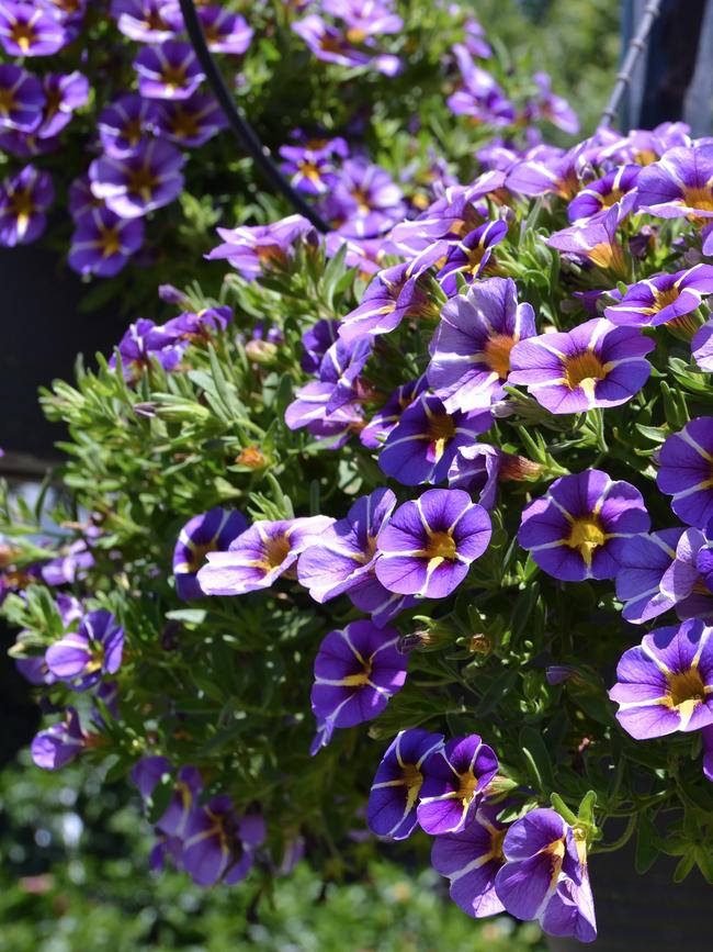 Calibrachoa Colibri ‘Purple Bling’