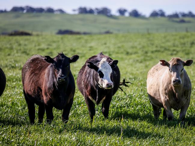 The Edge family are grass finishers near Casterton. Picture: Nicole Cleary