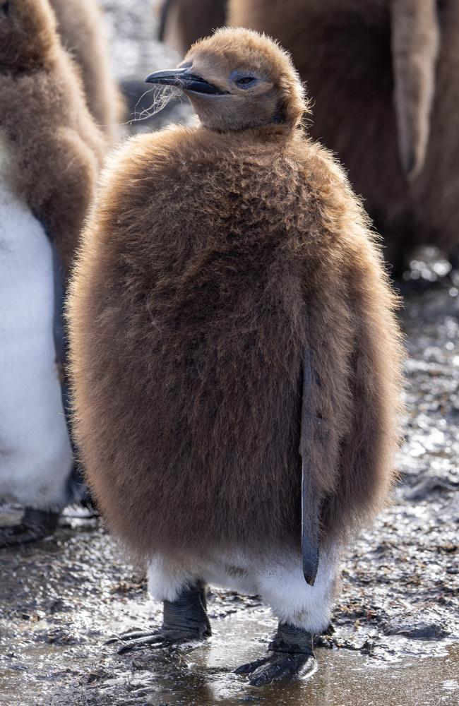 King Island chick on Macquarie Island by Bec Jeffcoat The Australian Antarctic Program - A Year in Pictures