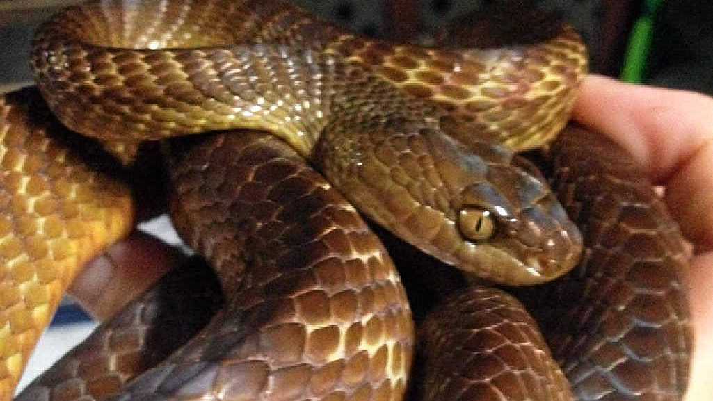 Snakes are still around in winter | The Courier Mail