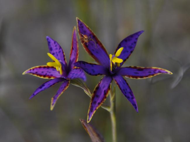 EMBARGO FOR TWAM 03 SEPTEMBER 2022. FEE MAY APPLY.  Image of a wildflower