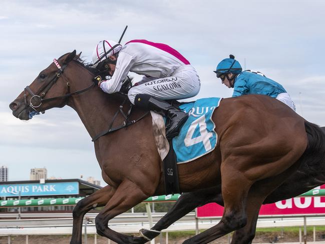Jockey Scott Galloway rode the Rex Lipp-trained In His Stride to victory in the OPEN Handicap (1400m) at the Gold Coast Turf Club on April 17, 2020. Picture credit: Greg Irvine, Magic Millions.