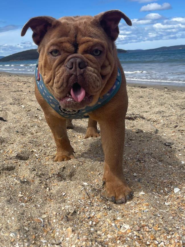 Betty the bulldog on the beach