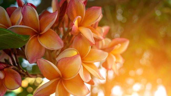 Scented frangipanis are a perfect backdrop plant.