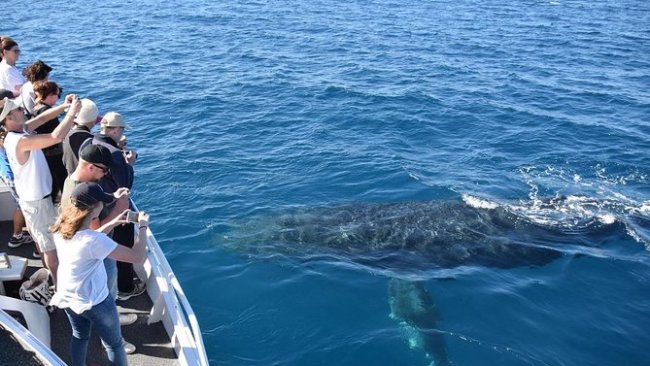 Best Whale Watching Tours On The Sunshine Coast 2024 | Escape.com.au