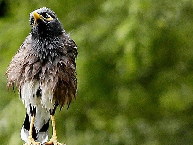 Inhumane bird cull call sparks outrage