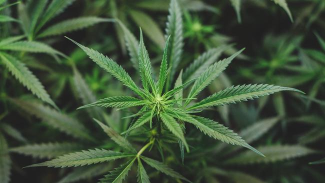 Brendan Farrugia told police “bikies” had threatened him into growing weed in his shed. Picture: iStock