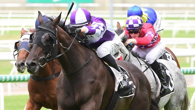 Ef Troop will be ridden more forward in the Sunshine Coast Cup on Saturday. Picture: Grant Peters/Trackside Photography